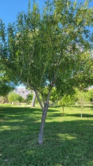 Melioides