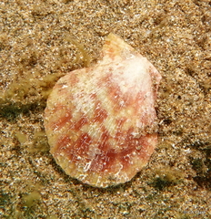 Pectinidae