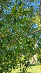 Melioides