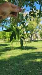 Melioides