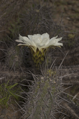 Trichocereus deserticola