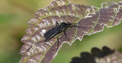 Penthetria heteroptera