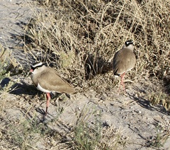 Vanellus coronatus