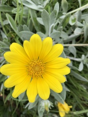 Gazania rigens