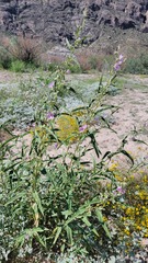 Sphaeralcea angustifolia