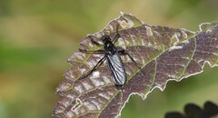 Penthetria heteroptera