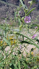 Sphaeralcea angustifolia