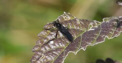 Penthetria heteroptera