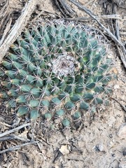 Mammillaria meiacantha