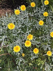 Gazania rigens