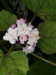 Clerodendrum chinense