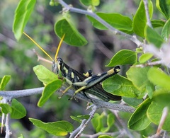 Schistocerca albolineata