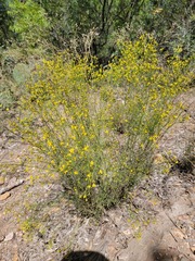 Gutierrezia microcephala