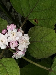 Clerodendrum chinense