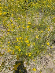 Gutierrezia microcephala