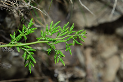 Cryptogramma brunoniana