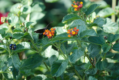 Erynnis tristis