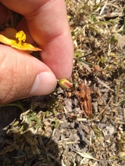 Modiolastrum malvifolium