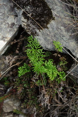 Cryptogramma brunoniana