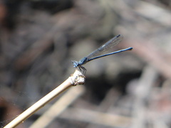 Argia pulla