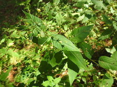 Triosteum