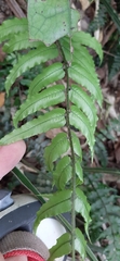 Blechnum filiforme