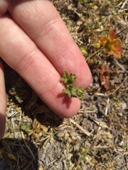 Modiolastrum malvifolium