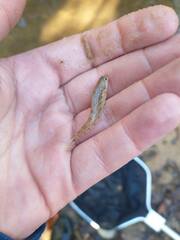 Etheostoma stigmaeum