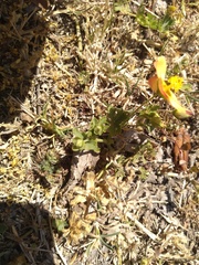 Modiolastrum malvifolium