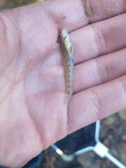 Etheostoma stigmaeum