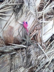 Tillandsia aeranthos
