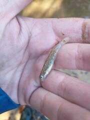 Etheostoma stigmaeum