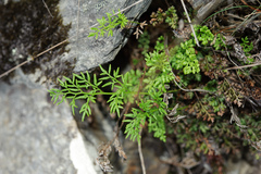 Cryptogramma brunoniana