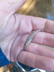 Etheostoma stigmaeum