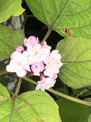 Clerodendrum chinense