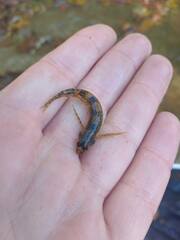 Etheostoma histrio