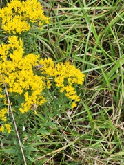 Physocephala sagittaria