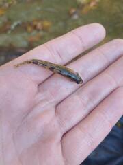 Etheostoma histrio