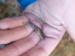 Etheostoma histrio