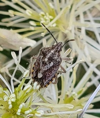 Agonoscelis puberula