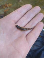 Etheostoma histrio