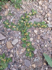 Alternanthera pungens