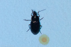 Notiobia terminata