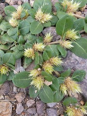 Alternanthera pungens