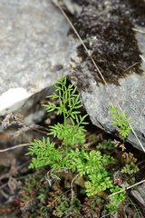 Cryptogramma brunoniana