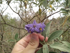 Solanum granulosoleprosum