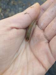 Notropis ammophilus