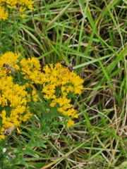Physocephala sagittaria