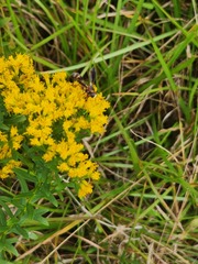 Physocephala sagittaria
