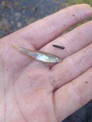 Notropis ammophilus